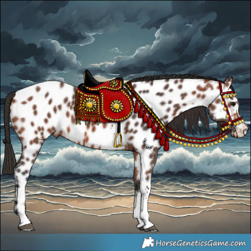 Horse Color:Bay Sabino Appaloosa 