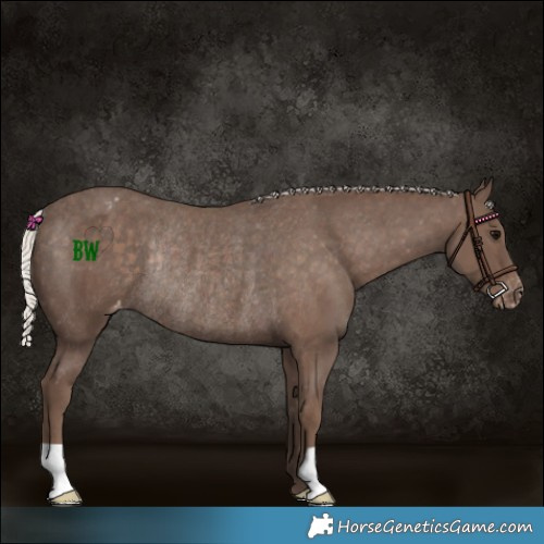 Horse Color:Silver Black Appaloosa Rabicano 