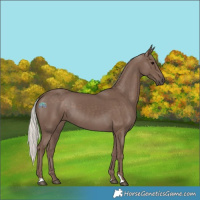 Horse Color:Silver Black 