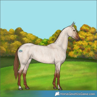 Horse Color:Red Dun Roan 