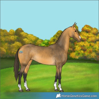 Horse Color:Buckskin 