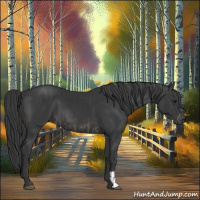 Horse Color:Black  and Black 