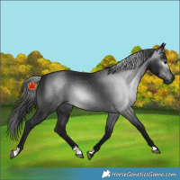 Horse Color:Unknown 