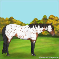 Horse Color:Bay Appaloosa