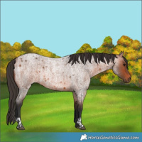 Horse Color:Bay Roan Rabicano and Bay Roan Rabicano