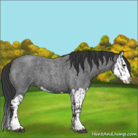 Horse Color:Blue Roan Sabino Splash and Blue Roan Sabino Splash