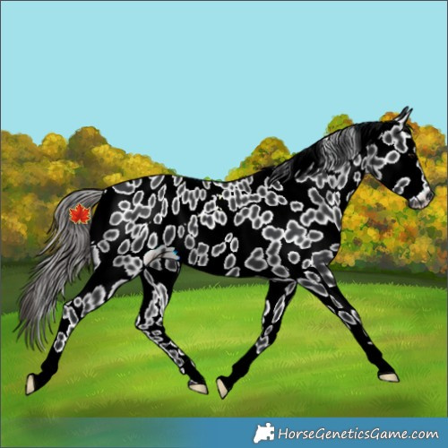 Horse Color:Black Appaloosa 
