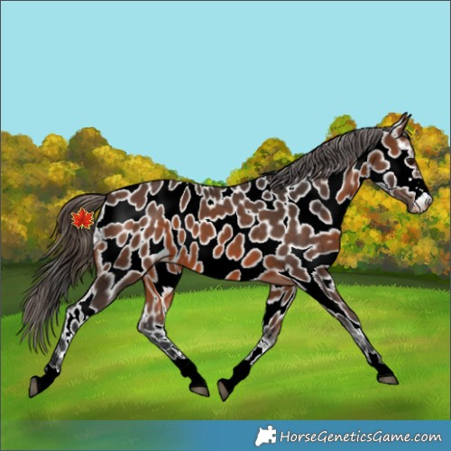 Horse Color:Brown Appaloosa