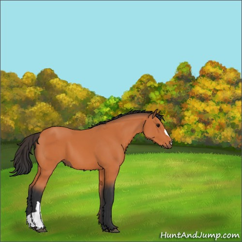 Horse Color:Bay 