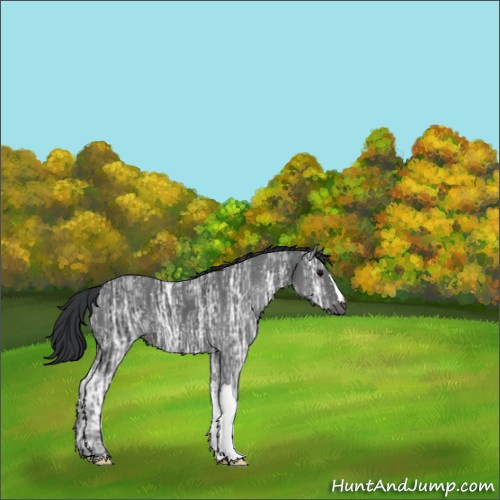 Horse Color:Black Ice 