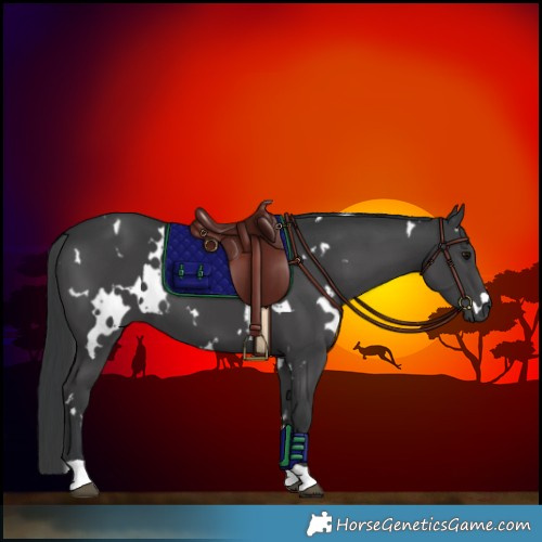 Horse Color:White Spotted Black 