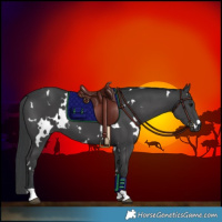 Horse Color:White Spotted Black 
