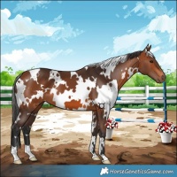 Horse Color:White Spotted Bay 