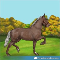 Horse Color:Silver Black Varnish 