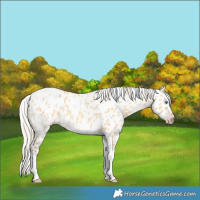 Horse Color:Gray Silver Amber Cream Champagne Roan Dun Splash Tobiano Frame Leopard Rabicano