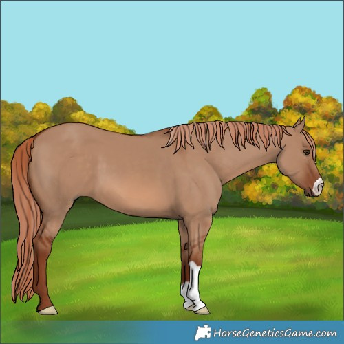 Horse Color:Red Dun 