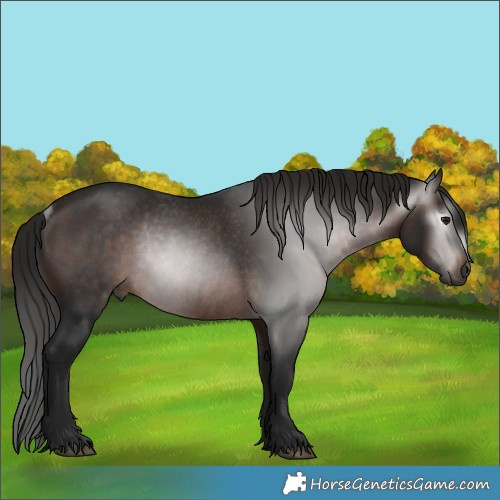 Horse Color:Gray Bay Rabicano 