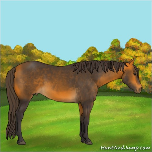 Horse Color:Buckskin 