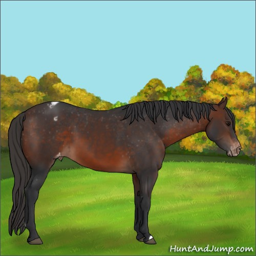 Horse Color:Brown Appaloosa 