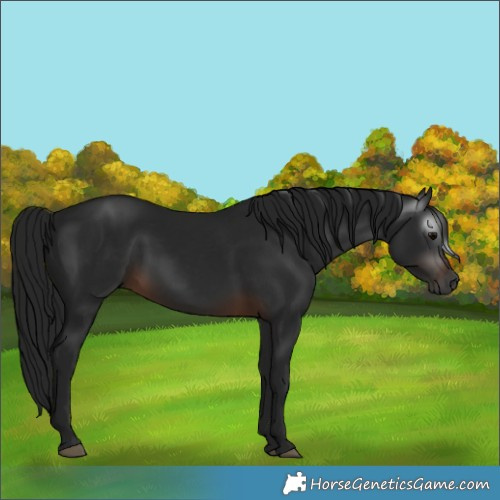 Horse Color:Gray Brown 