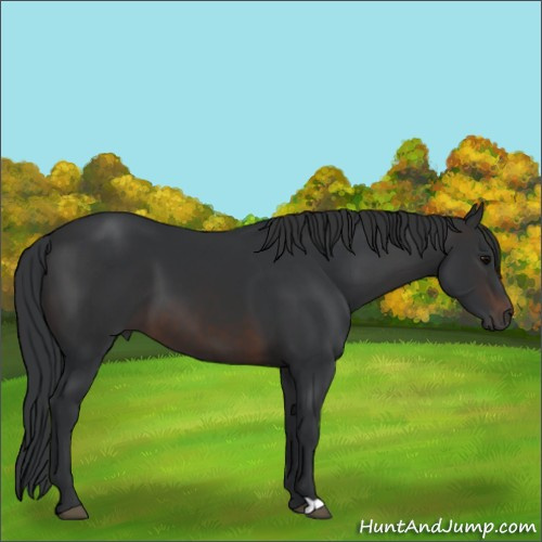 Horse Color:Brown 