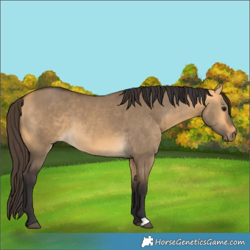 Horse Color:Buckskin Dun 