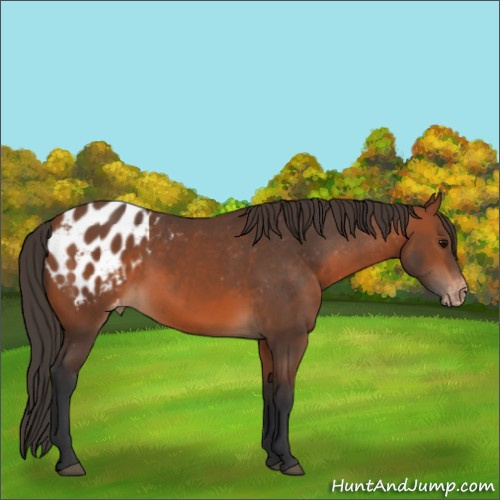Horse Color:Bay Appaloosa 