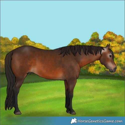 Horse Color:Gray Bay 