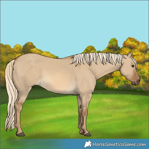 Horse Color:Chocolate Palomino Dun