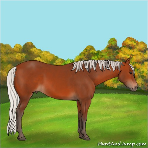 Horse Color:Silver Bay 