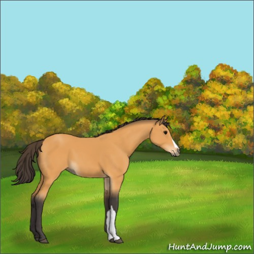 Horse Color:Buckskin 
