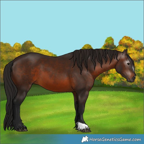 Horse Color:Gray Bay 
