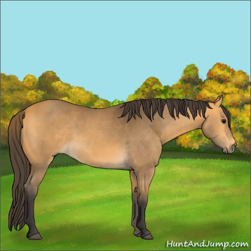 Horse Color:Buckskin 