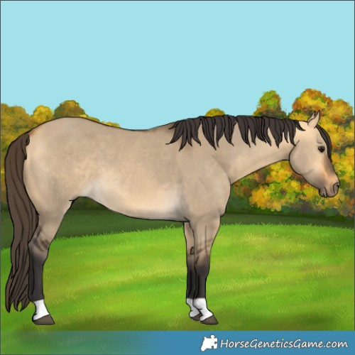 Horse Color:Buckskin Dun