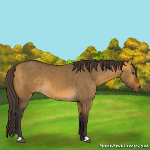 Horse Color:Buckskin Dun 