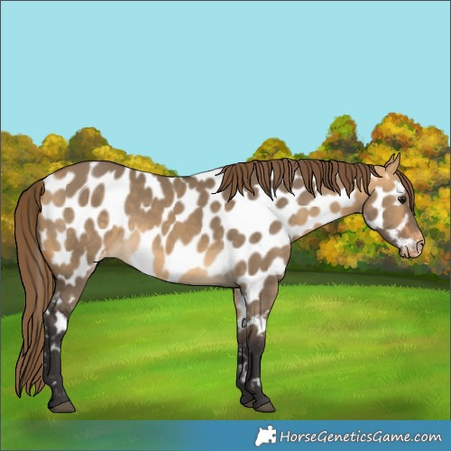 Horse Color:Buckskin Dun Appaloosa 
