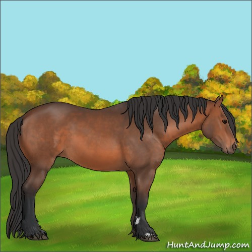 Horse Color:Brown 