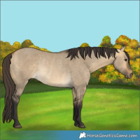 Horse Color:Buckskin Dun Rabicano 