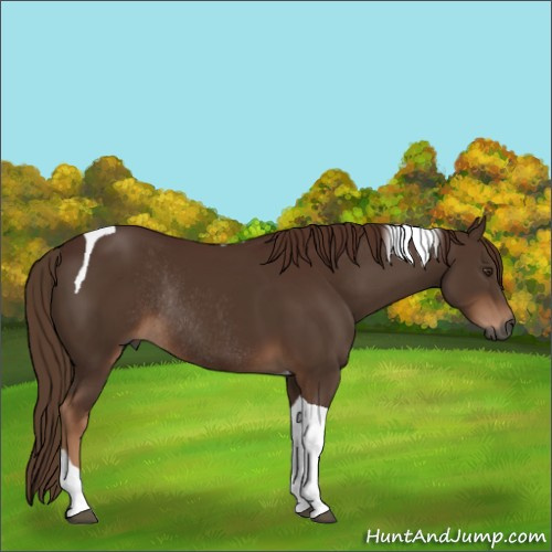 Horse Color:Gray Chestnut Tobiano Rabicano