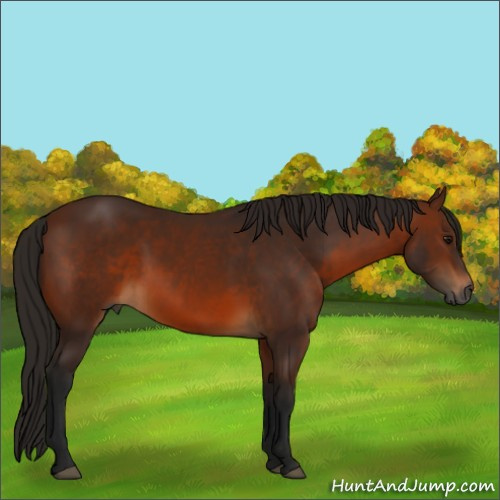 Horse Color:Gray Bay 