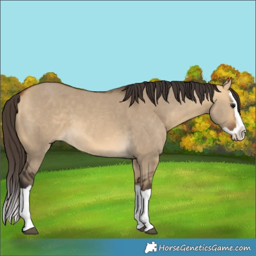 Horse Color:Buckskin Dun Splash