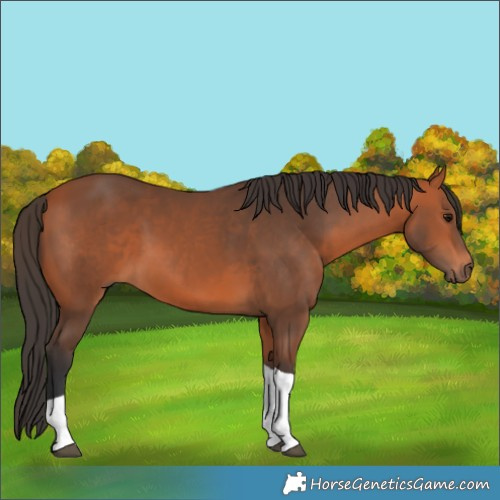 Horse Color:Bay Tobiano 