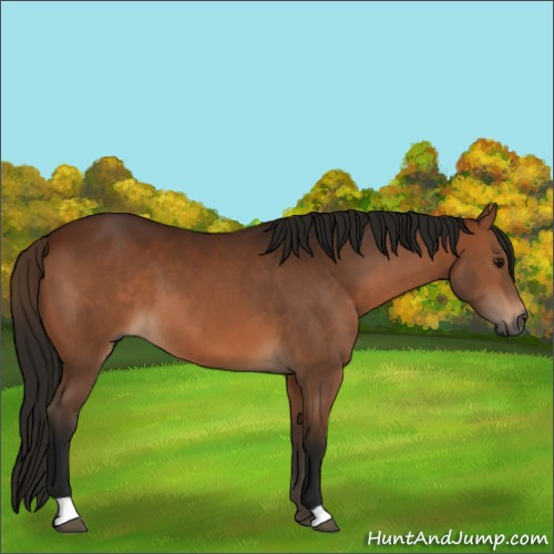 Horse Color:Gray Bay 