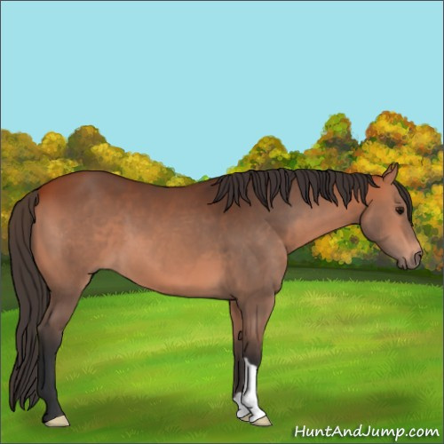 Horse Color:Bay 
