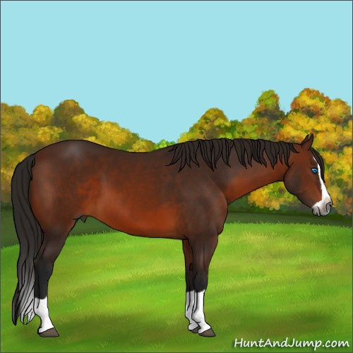 Horse Color:Gray Bay Splash 