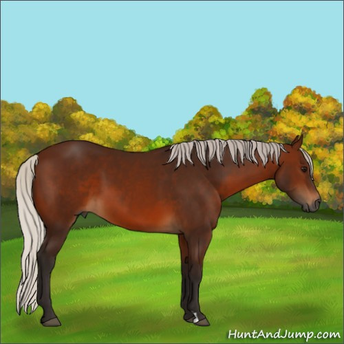 Horse Color:Gray Silver Bay 