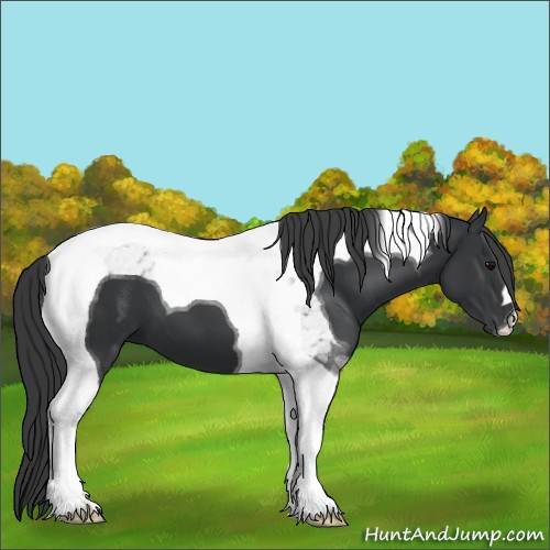 Horse Color:Black Tobiano 