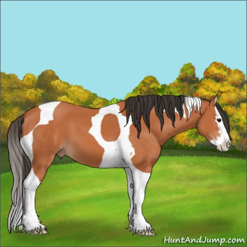 Horse Color:Bay Splash Tobiano 