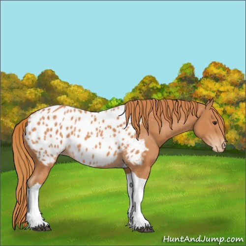 Horse Color:Chestnut Tobiano Appaloosa 