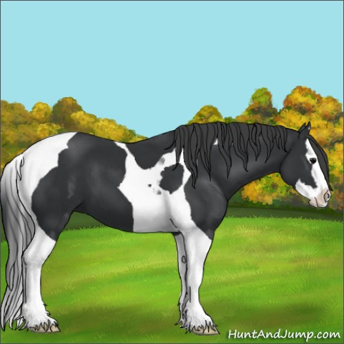 Horse Color:Black Splash Tobiano 